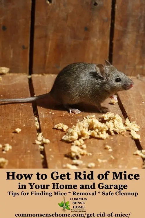 How to get rid of mice on the first floor for good