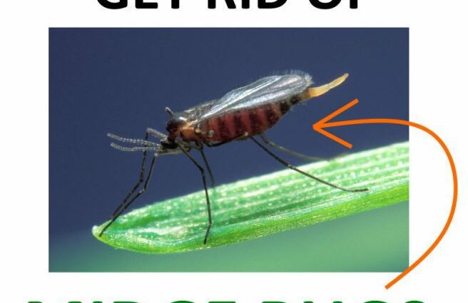 Kako se riješiti mušica kod kuće