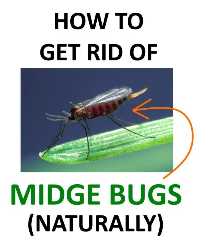 How to escape from midges: effective ways