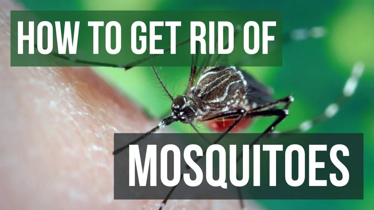 How to get rid of midges: video