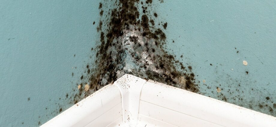 How to get rid of mold and mildew