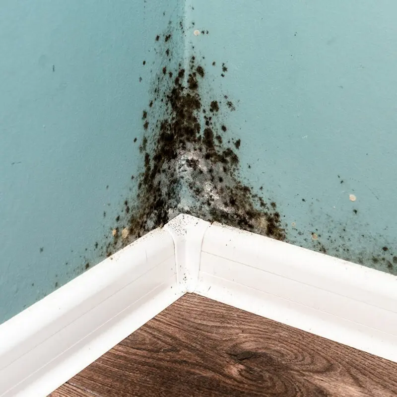 How to get rid of mold and mildew