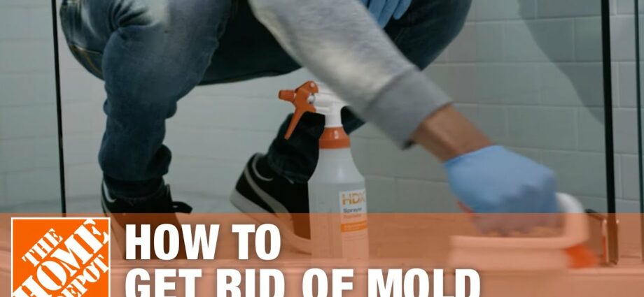 How to get rid of mold. Video recommendations