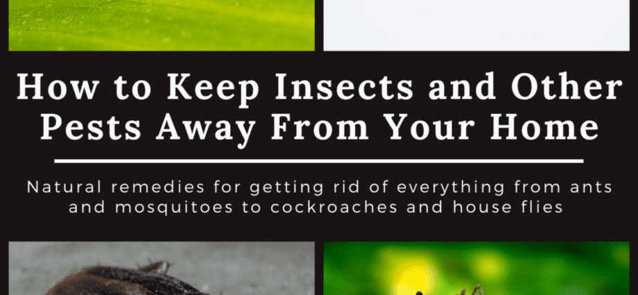 How to get rid of pests without chemicals: tips