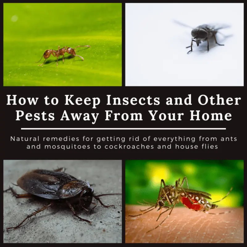 How to get rid of pests without chemicals: tips