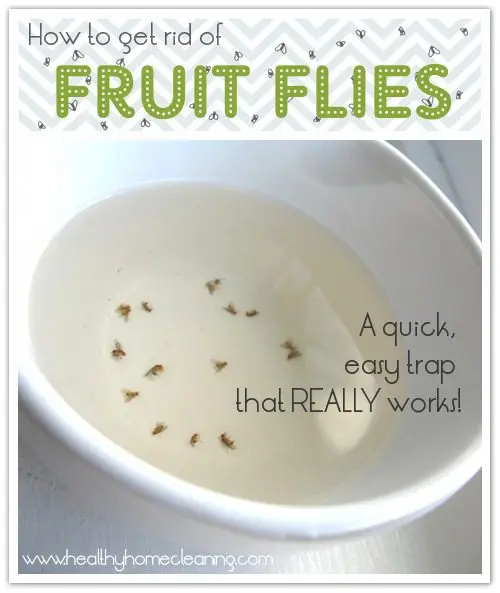 How to get rid of small fruit gnats in the kitchen