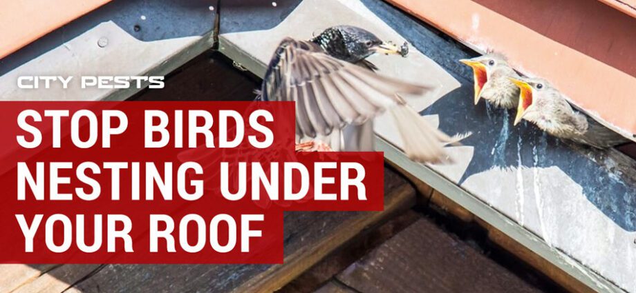 How to get rid of sparrows in the area and under the roof