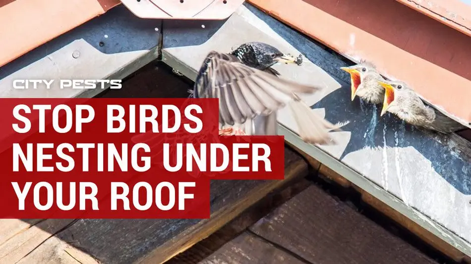 How to get rid of sparrows in the area and under the roof