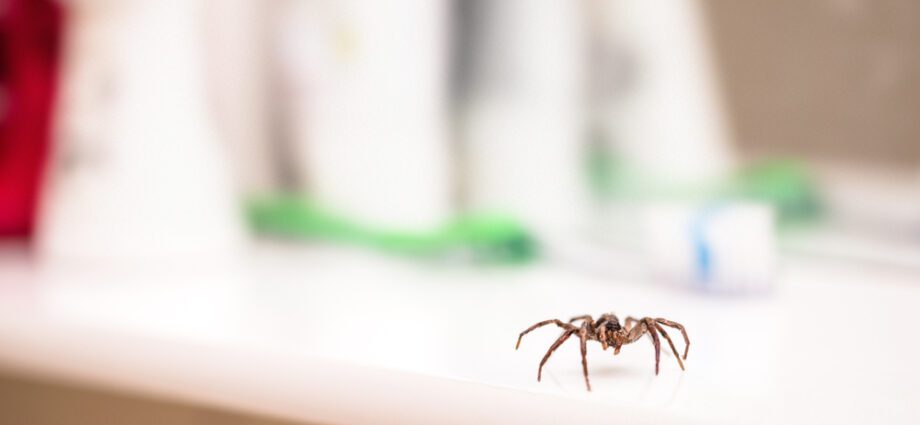 How to get rid of spiders in an apartment