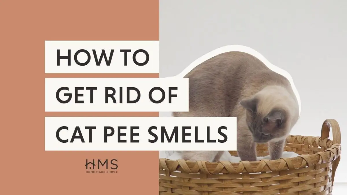 How to get rid of the cat urine smell? Video