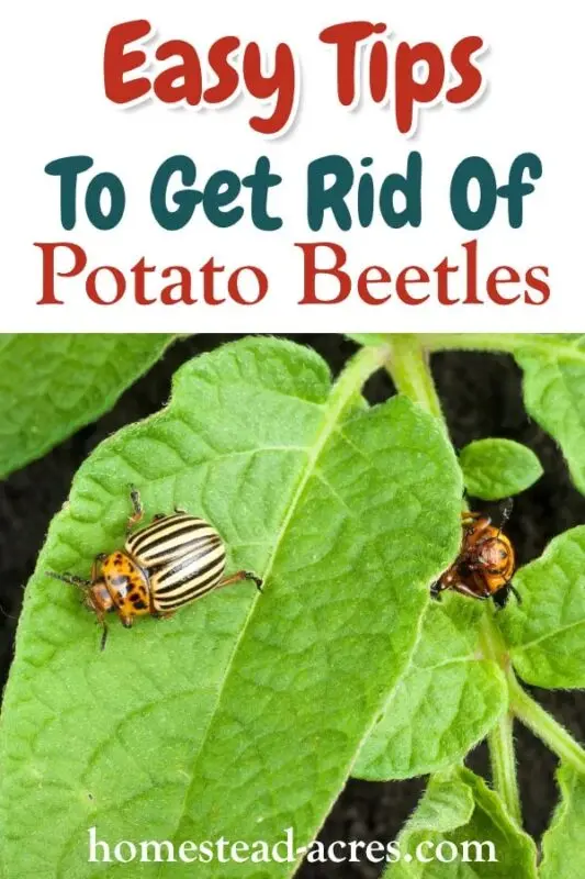 How to get rid of the Colorado potato beetle