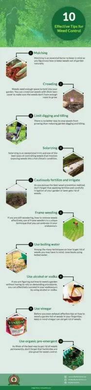 How to get rid of weeds: tips
