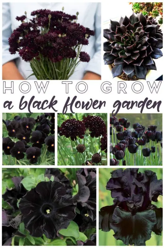 How to grow a black flower: photo