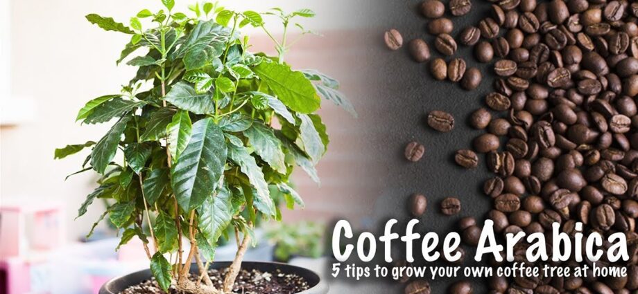 How to grow a coffee tree on your balcony (video)