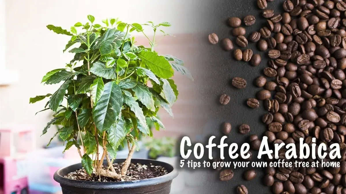 How to grow a coffee tree on your balcony (video)