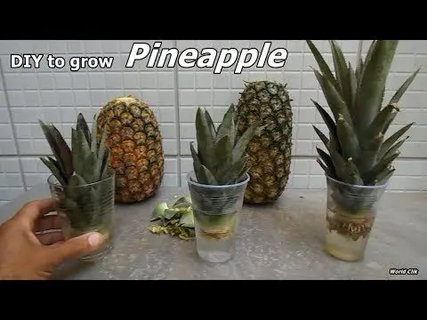 How to grow a home pineapple