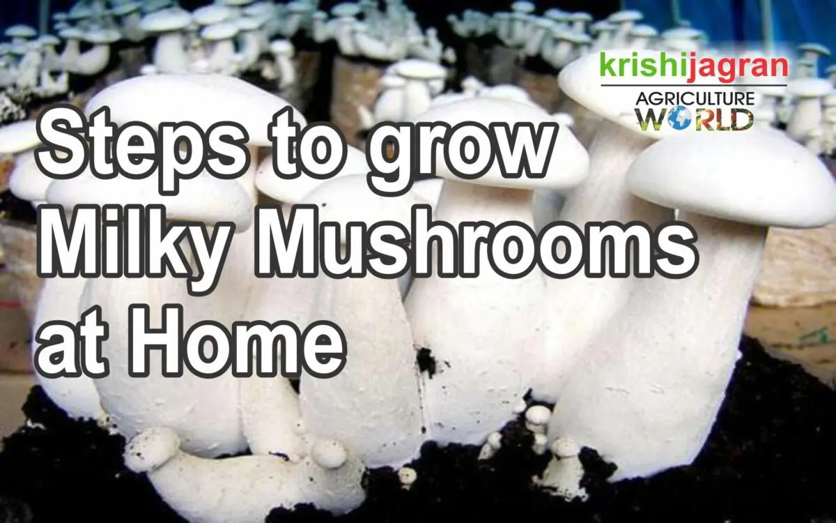 How to grow a milk mushroom