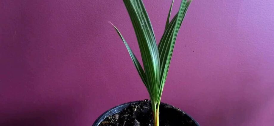 How to grow a palm tree: at home