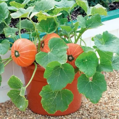 How to grow a pumpkin outdoors in the country or on the balcony