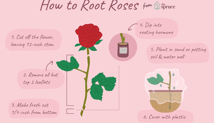 Cara menanam bunga mawar dari bunga potong: arahan terperinci