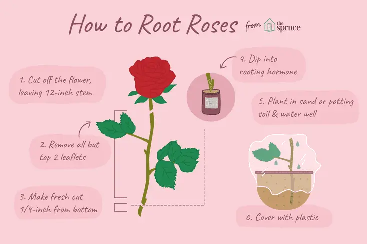 How to grow a rose from a cut flower: detailed instructions