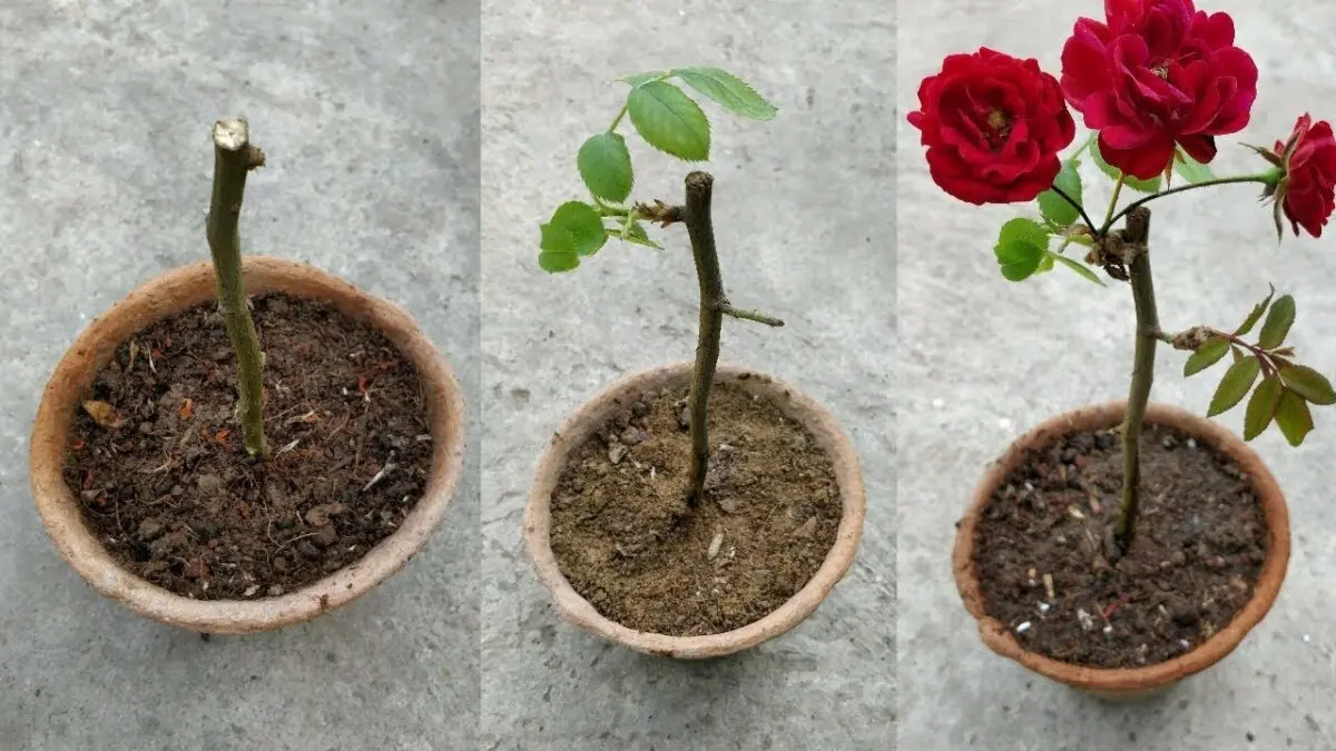 Rose stem: planting and care