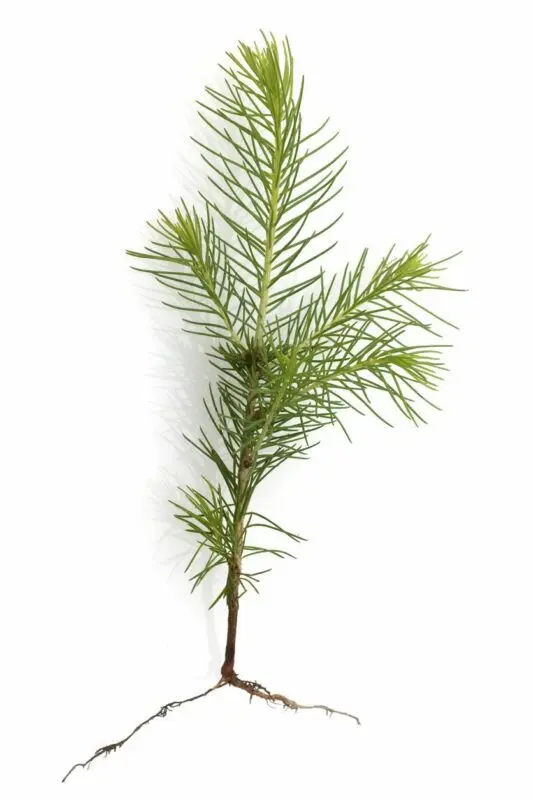 How to grow a spruce: from a cone, seeds, twigs