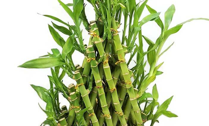 Comment faire pousser du « bambou du bonheur » à la maison