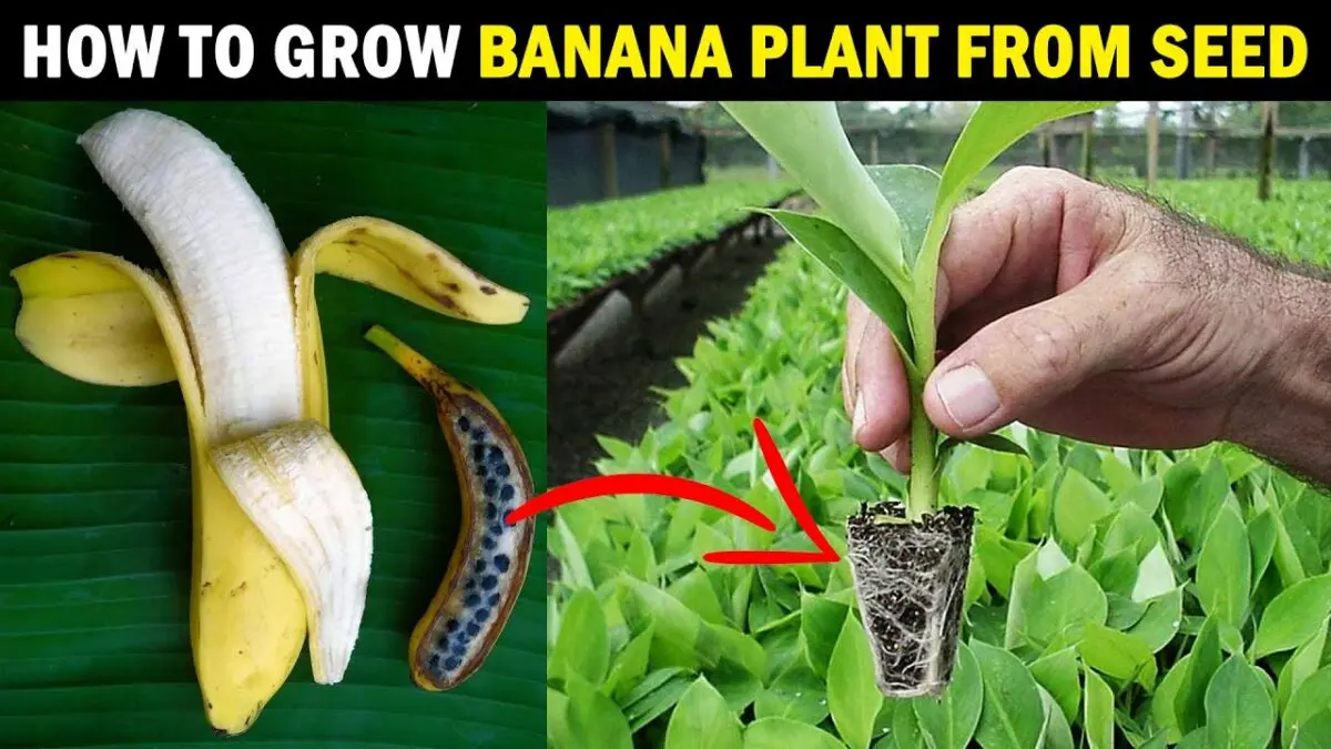 How to grow banana seeds at home