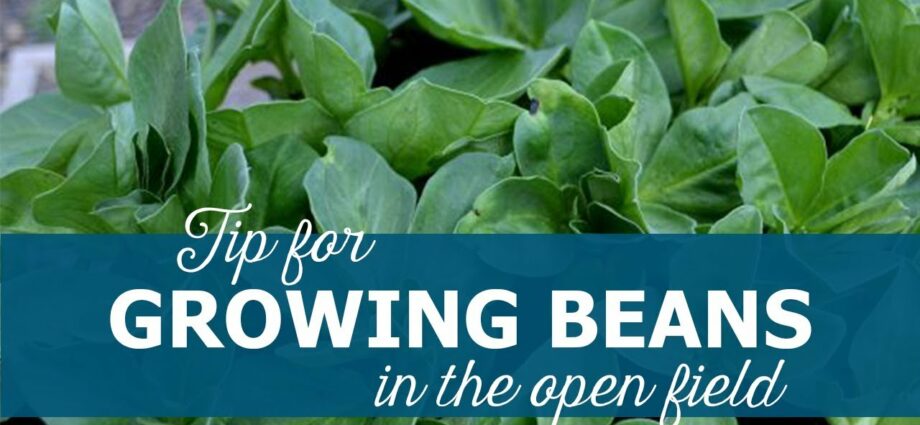 How to grow beans in the country, at home, in the open field,