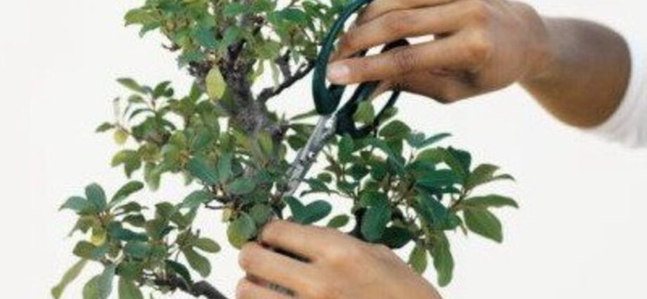 How to grow bonsai or dwarf plants