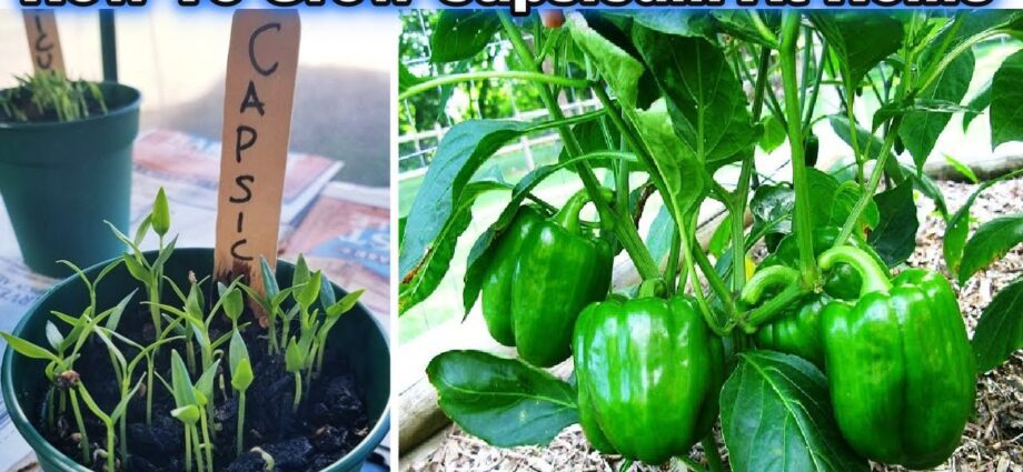 How to grow capsicum at home