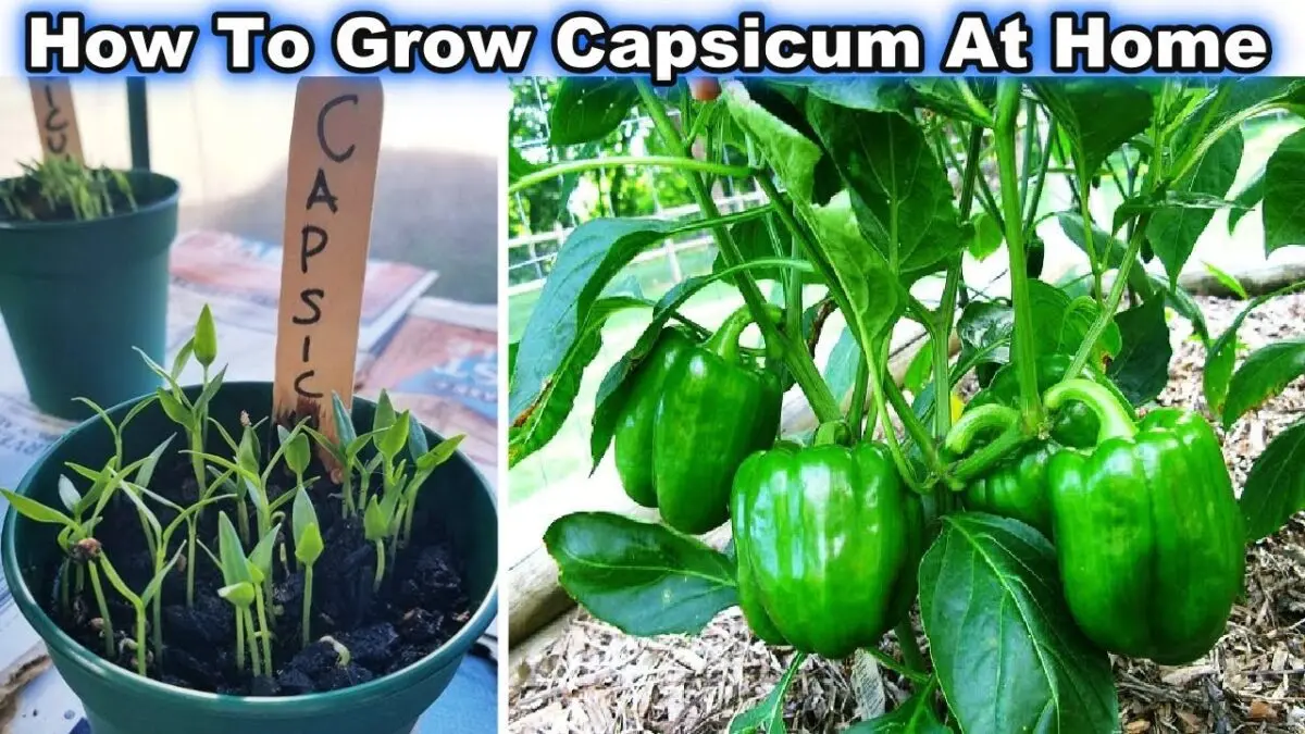 How to grow capsicum at home