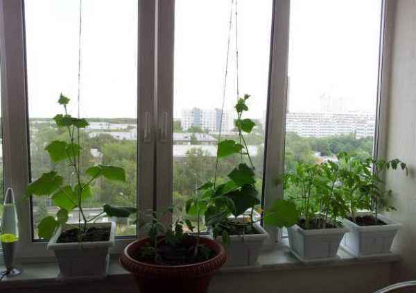 How to grow cucumbers on the window