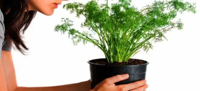 How to grow dill on a windowsill