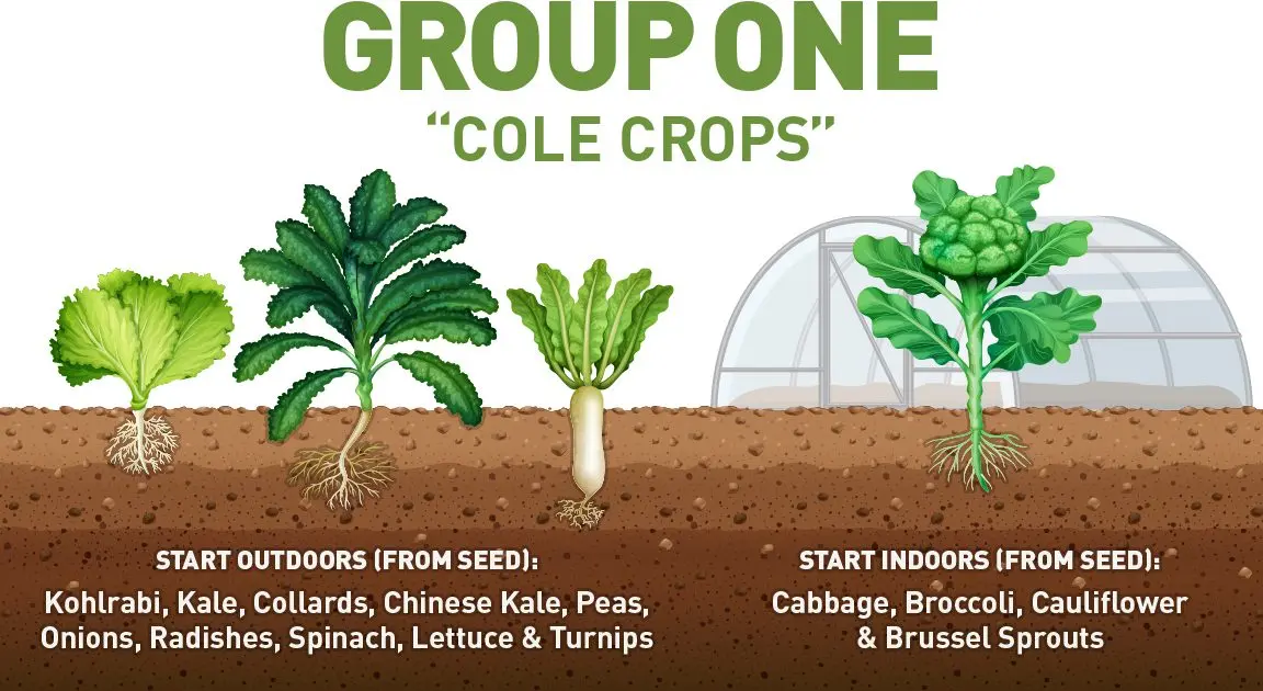 How to grow early vegetables