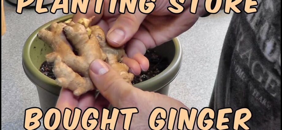 How To Grow Ginger From Store-bought Root