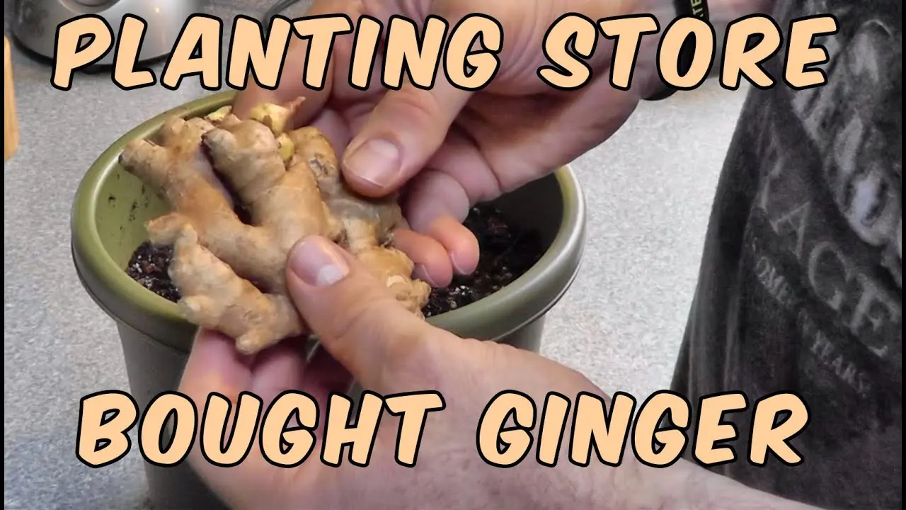 How To Grow Ginger From Store-bought Root