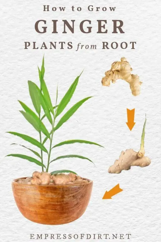 How to grow ginger from the root in the country