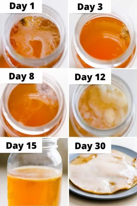 How to grow kombucha, aka kombucha