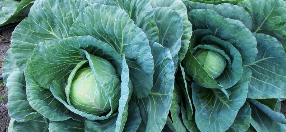 How to grow large cabbages