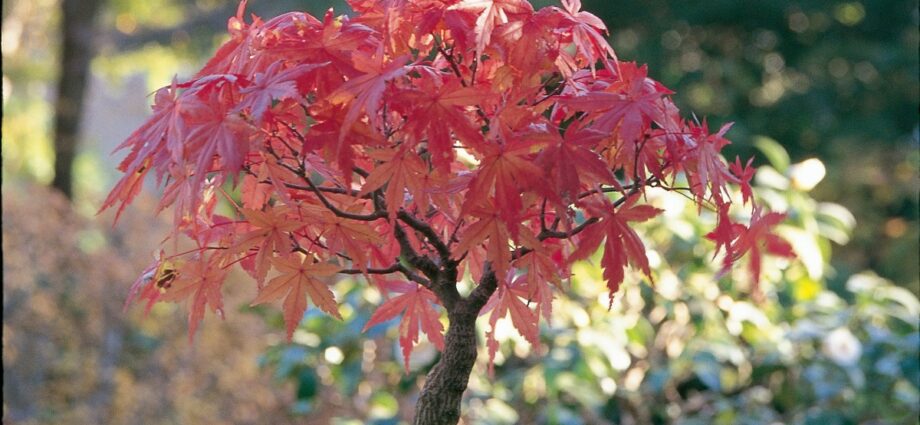 How to grow maple tree bonsai from seeds