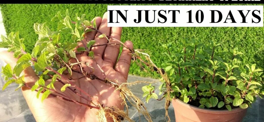 How to grow mint at home on the windowsill