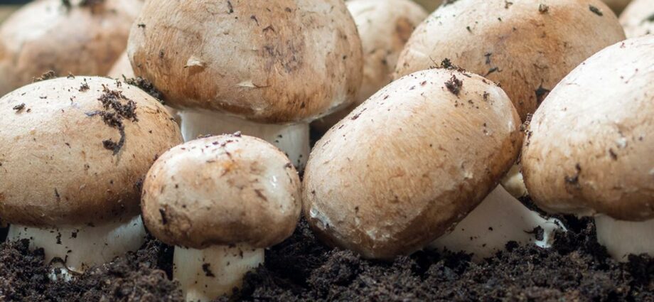 How to grow mushrooms in the country