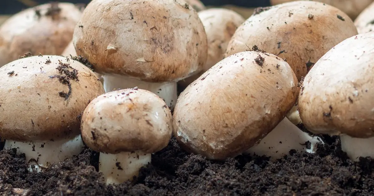 How to grow mushrooms in the country