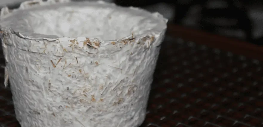 How to grow mycelium at home