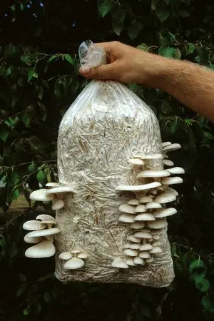 How to grow oyster mushrooms at home, video