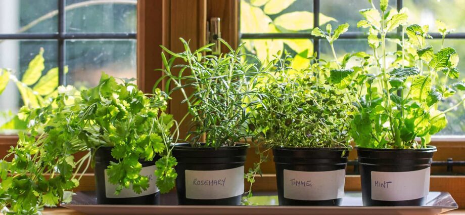 How to grow parsley on a windowsill – Healthy Food Near Me