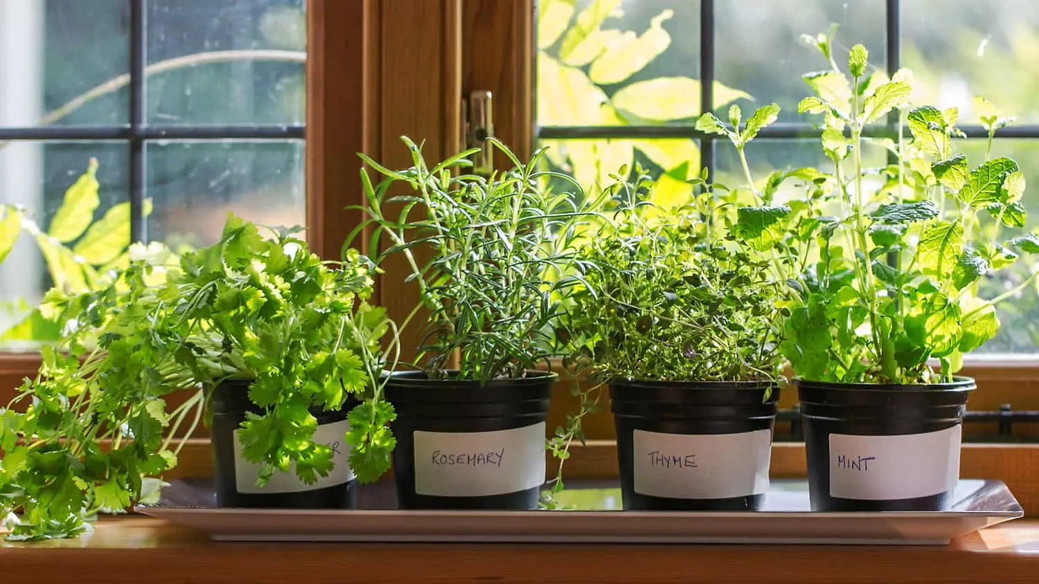 How to grow parsley on a windowsill