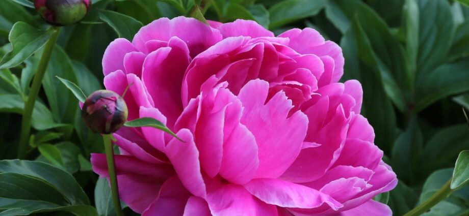 How to grow peonies yourself: tips